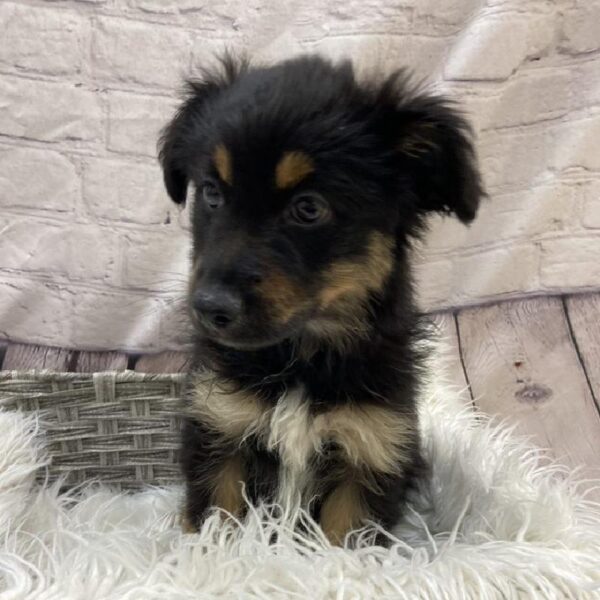 Miniature Australian Shepherd-DOG-Female-Black White and Brown-9516-Petland Monroeville, PA