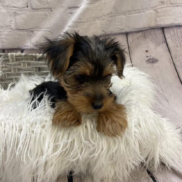 Yorkie-DOG-Male-Black / Tan-9529-Petland Monroeville, PA