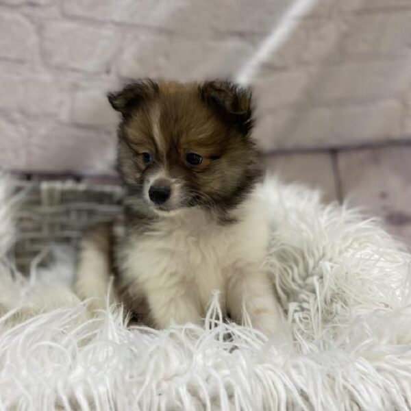 Pomeranian-DOG-Female-Red Sable-9532-Petland Monroeville, PA