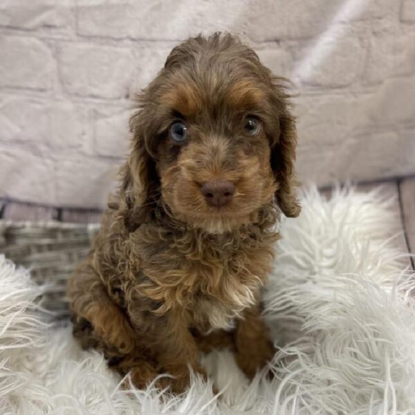 Cockapoo-DOG-Male-Brown and Tan-9518-Petland Monroeville, PA