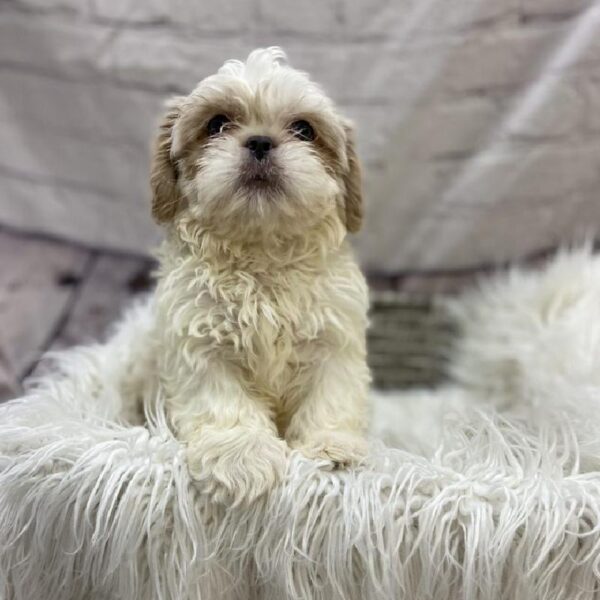 Shih Tzu-DOG-Male-Blue and White-9515-Petland Monroeville, PA
