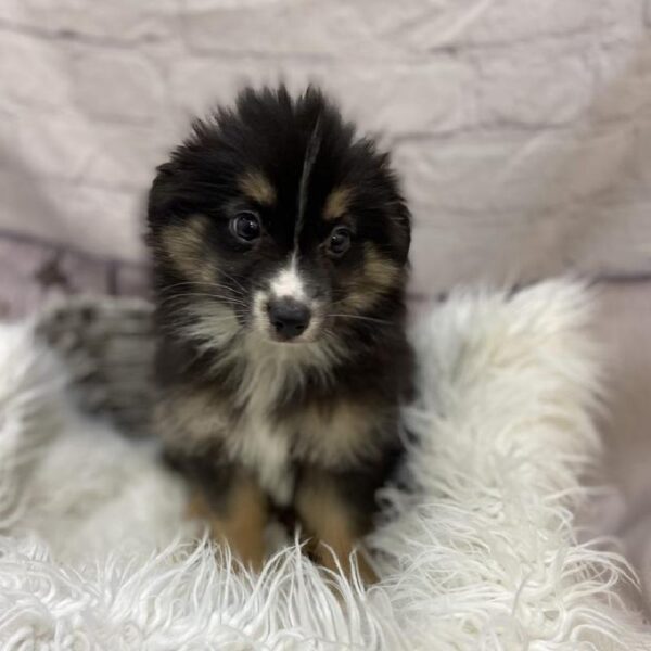 Miniature Australian Shepherd-DOG-Female-Black / Tan-9530-Petland Monroeville, PA
