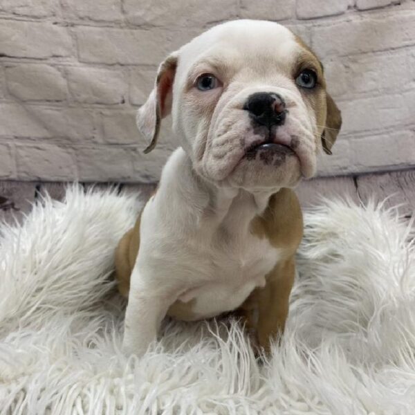 Old English Bulldog-DOG-Female-Fawn / White-9547-Petland Monroeville, PA