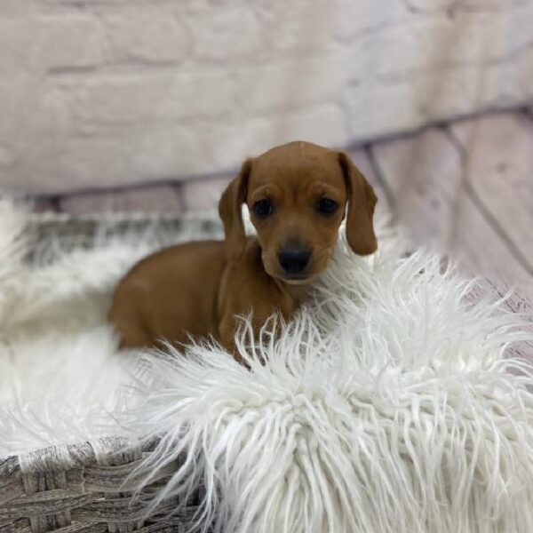 Dachshund-DOG-Female-Red-9542-Petland Monroeville, PA