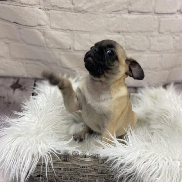 Pug-DOG-Female-Fawn-9543-Petland Monroeville, PA