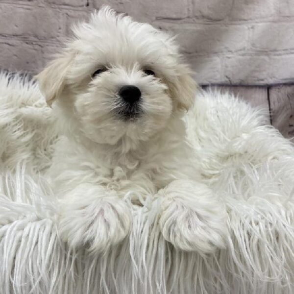 Maltese-DOG-Male-White-9573-Petland Monroeville, PA