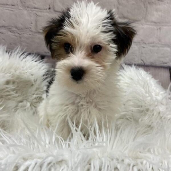 Yorkie-Poo-DOG-Male-Black and Tan-9560-Petland Monroeville, PA