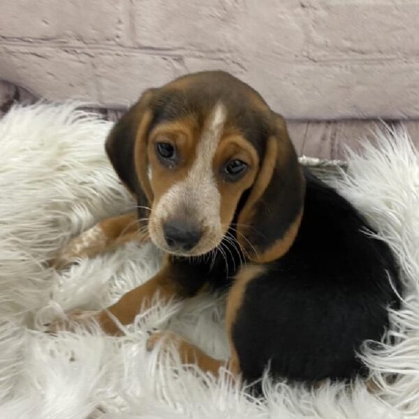 Beagle-DOG-Male-Black Tan and Red Ticked-9561-Petland Monroeville, PA