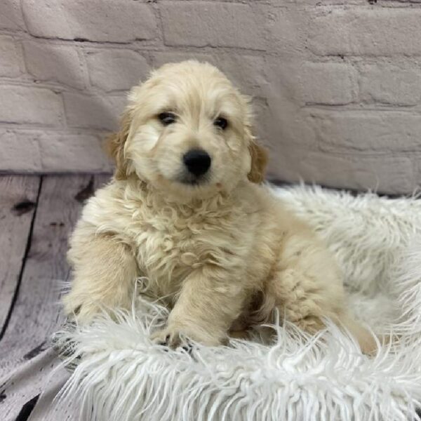 Mini Goldendoodle-DOG-Male-Light Golden-9563-Petland Monroeville, PA