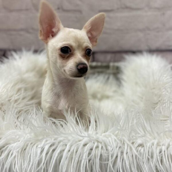 Chihuahua-DOG-Male-Cream-9564-Petland Monroeville, PA