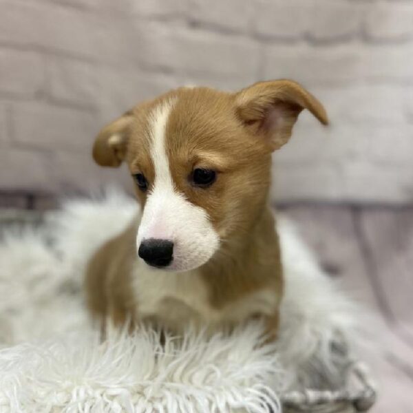 Pembroke Welsh Corgi-DOG-Female-Red-9565-Petland Monroeville, PA