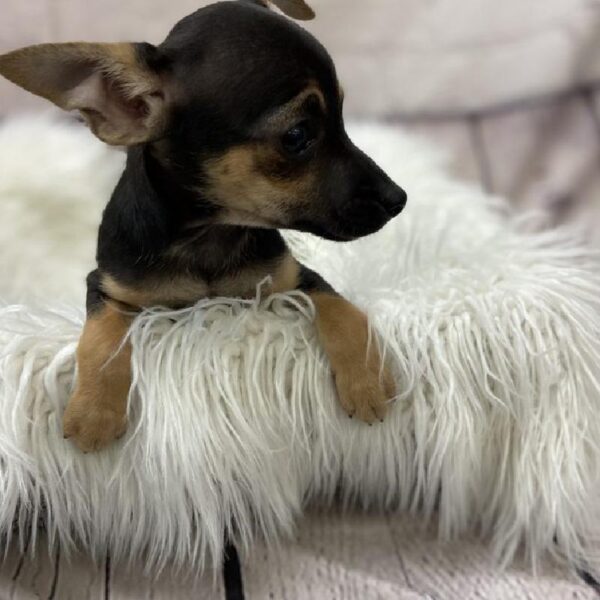 Chihuahua-DOG-Male-Black and Tan-9568-Petland Monroeville, PA