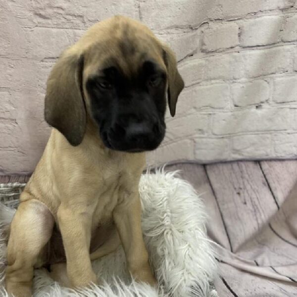 English Mastiff-DOG-Female-Fawn-9571-Petland Monroeville, PA