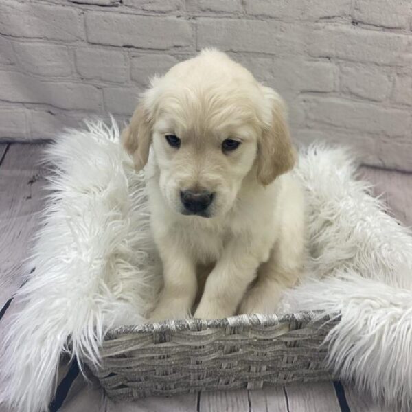 Golden Retriever-DOG-Female-Golden-9596-Petland Monroeville, PA