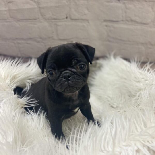 Pug-DOG-Male-Black-9595-Petland Monroeville, PA