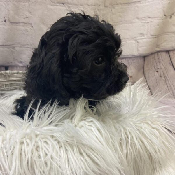 Cavapoo-DOG-Female-Black-9594-Petland Monroeville, PA