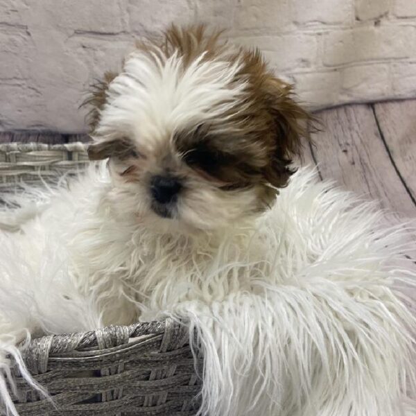 Shih Tzu-DOG-Female-Red and White-9592-Petland Monroeville, PA