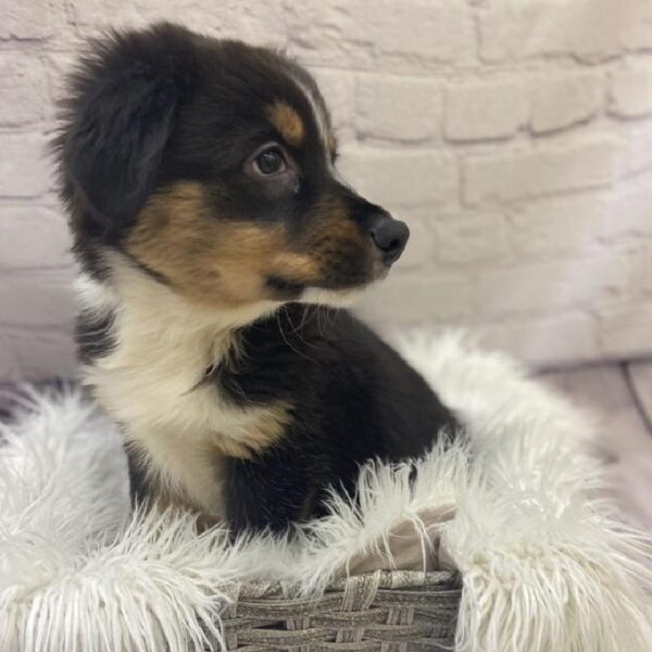 Australian Shepherd-DOG-Male-Black and White-9589-Petland Monroeville, PA
