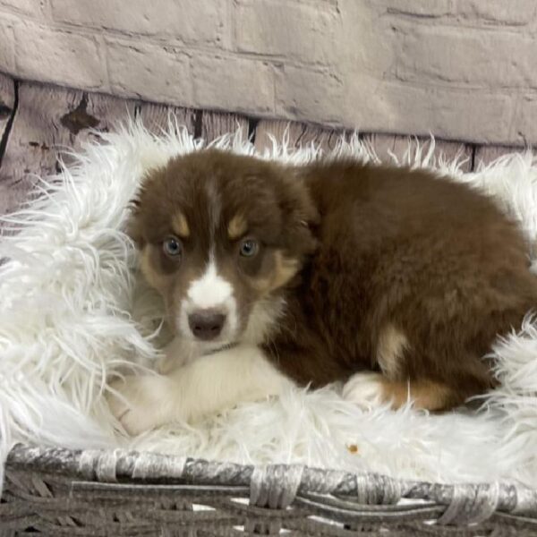 Australian Shepherd-DOG-Female-Red-9609-Petland Monroeville, PA