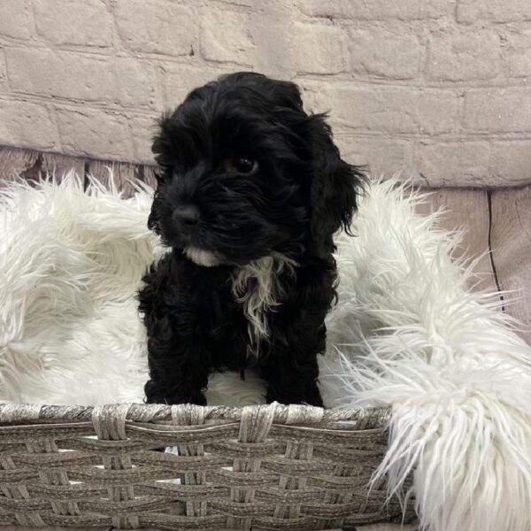 Cockapoo-DOG-Male-Black-9608-Petland Monroeville, PA
