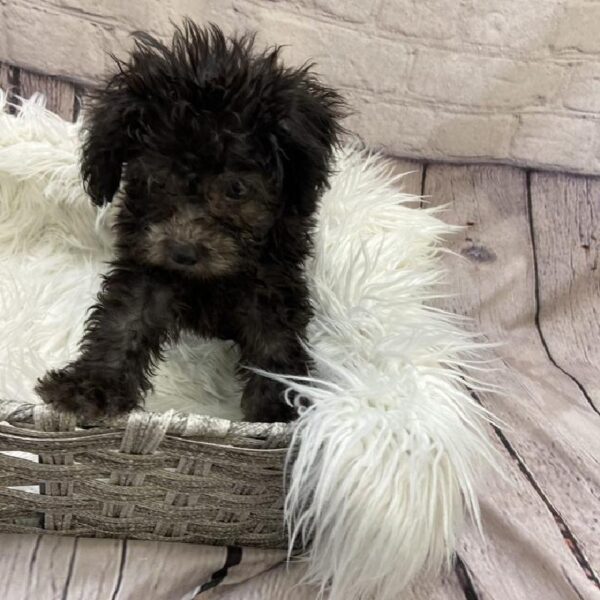 Yorkie-Poo-DOG-Male-Black-9611-Petland Monroeville, PA