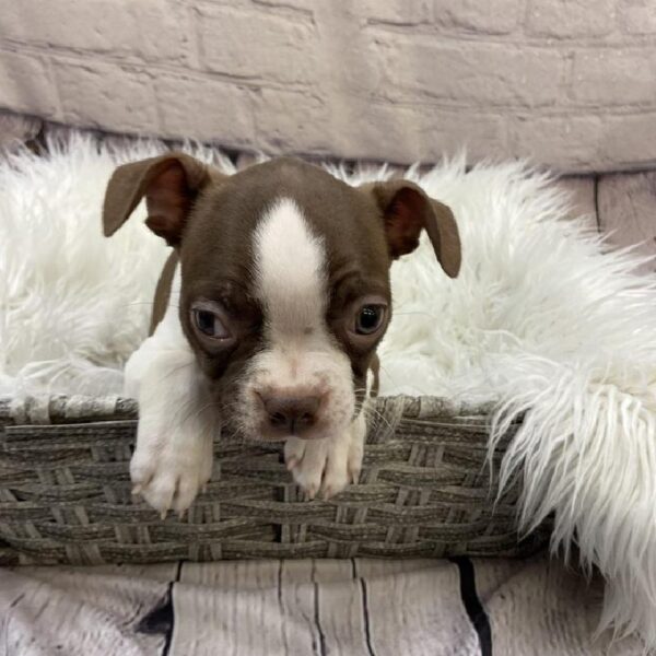 Boston Terrier-DOG-Male-Seal and White-9612-Petland Monroeville, PA