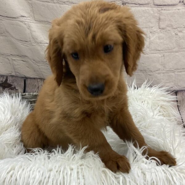 Miniature Goldendoodle-DOG-Male-Red-9614-Petland Monroeville, PA