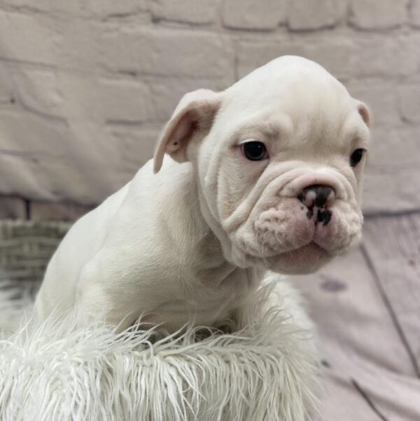 Old English Bulldog-DOG-Female-White-9610-Petland Monroeville, PA
