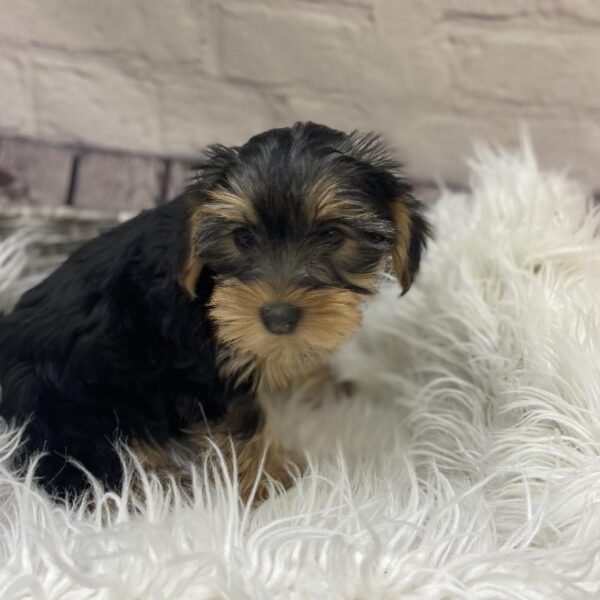 Yorkie-DOG-Female-Black / Tan-9615-Petland Monroeville, PA