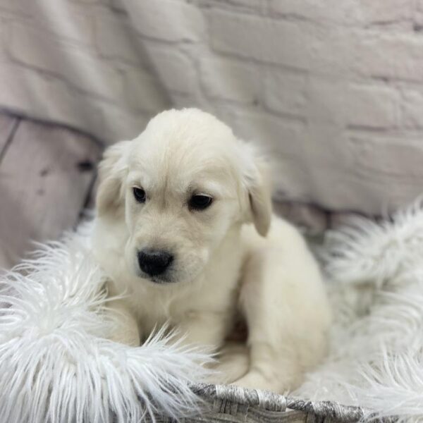 Golden Retriever-DOG-Female-Golden-9613-Petland Monroeville, PA