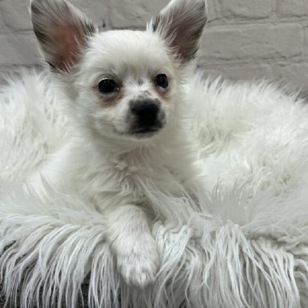 Papillon-DOG-Male-White and Red-9638-Petland Monroeville, PA