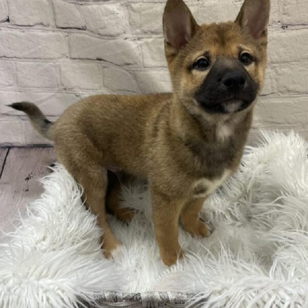 Shiba Inu-DOG-Male-Red Sesame-9639-Petland Monroeville, PA