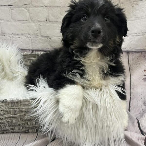 Miniature Australian Shepherd-DOG-Male-Black and White-9641-Petland Monroeville, PA