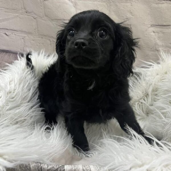 Cavapoo-DOG-Male-Black-9644-Petland Monroeville, PA