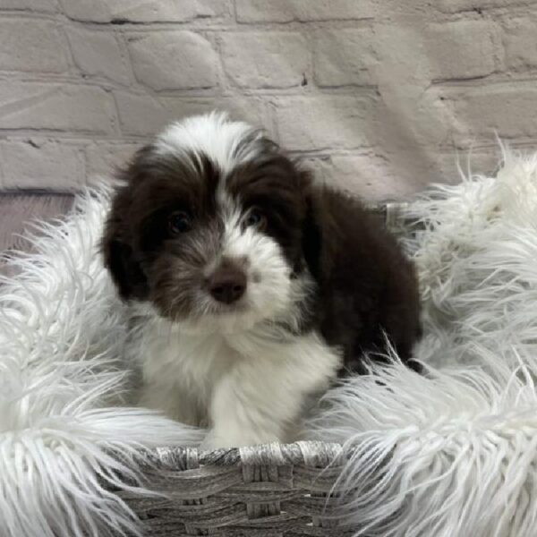 Mini Aussiedoodle-DOG-Male-Chocolate / White-9653-Petland Monroeville, PA