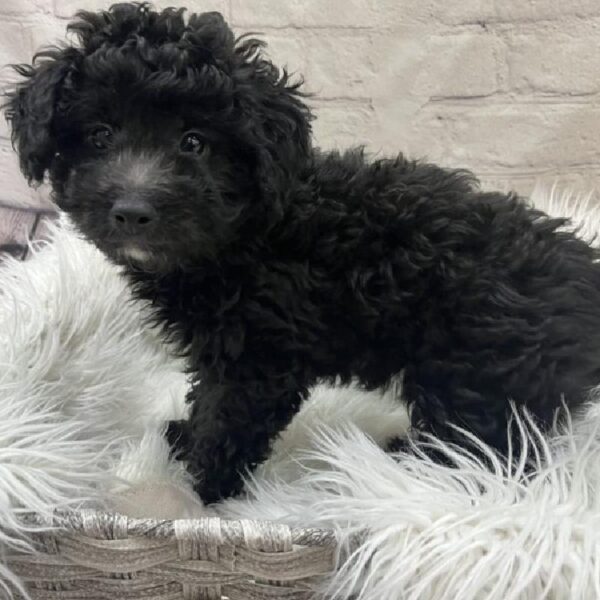Aussiedoodle-DOG-Male-Black-9635-Petland Monroeville, PA