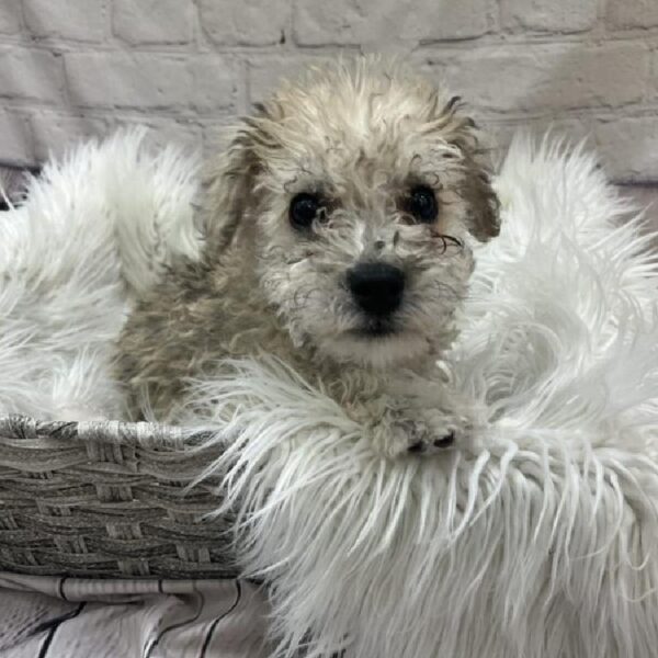 Bichon- Poo-DOG-Male-Grey-9636-Petland Monroeville, PA