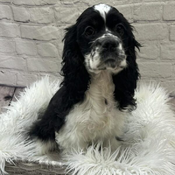 Cocker Spaniel-DOG-Female-Black and White-9637-Petland Monroeville, PA