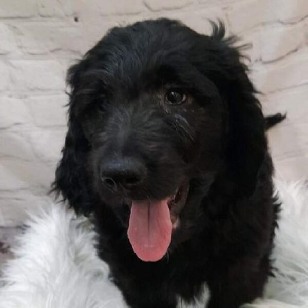 Goldendoodle-DOG-Male-Black-9684-Petland Monroeville, PA
