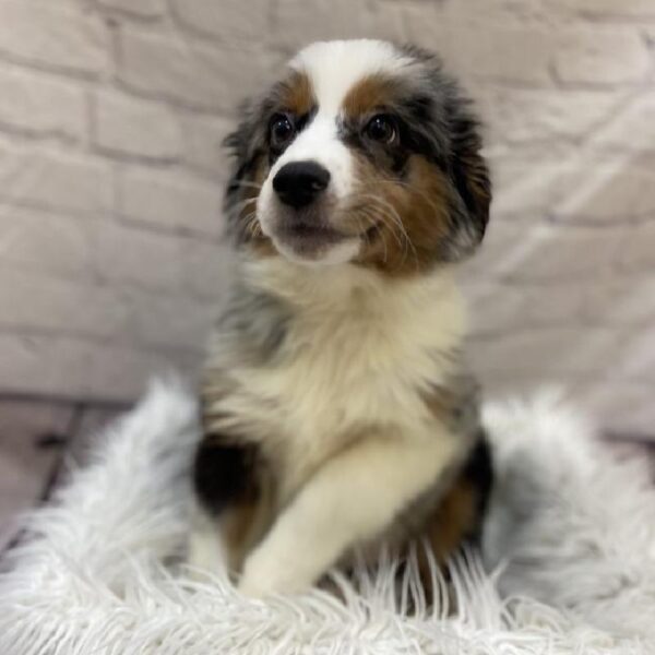 Miniature Australian Shepherd-DOG-Male-Blue Merle-9665-Petland Monroeville, PA