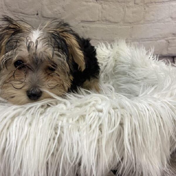 Morkie-DOG-Female-Black and Tan-9678-Petland Monroeville, PA