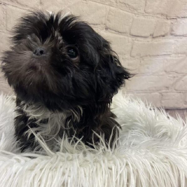 Shih Tzu-DOG-Male-Silver-9677-Petland Monroeville, PA