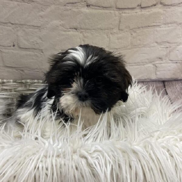 Shih Tzu-DOG-Male-Brindle and White-9685-Petland Monroeville, PA