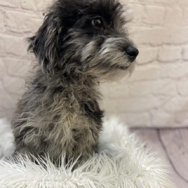 Mini Goldendoodle-DOG-Male-Blue Merle-9668-Petland Monroeville, PA
