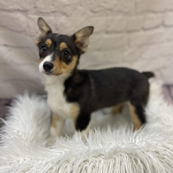 Auggie-DOG-Female-Black White / Tan-9666-Petland Monroeville, PA