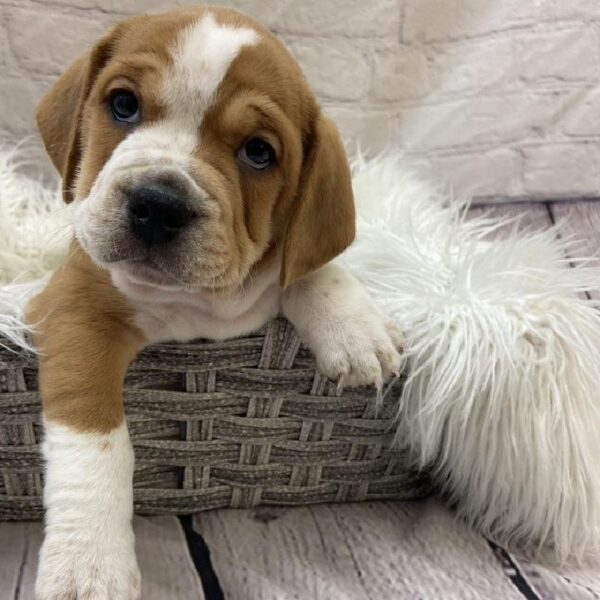 Beabull-DOG-Female-Fawn-9700-Petland Monroeville, PA