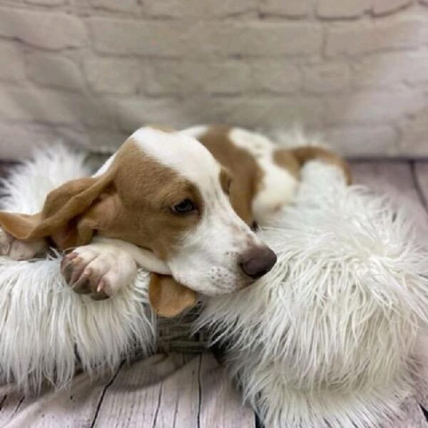 Basset Hound-DOG-Male-Lemon and White-9682-Petland Monroeville, PA