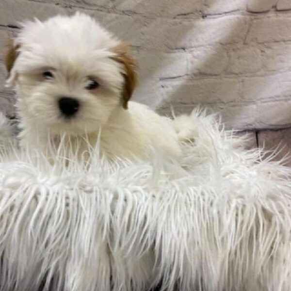 Lhasa Apso-DOG-Male-Red-9686-Petland Monroeville, PA