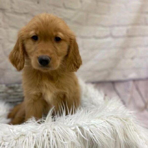 Golden Retriever-DOG-Female-GOLDEN-9664-Petland Monroeville, PA
