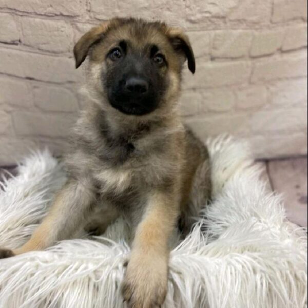 German Shepherd-DOG-Female-Sable-9680-Petland Monroeville, PA